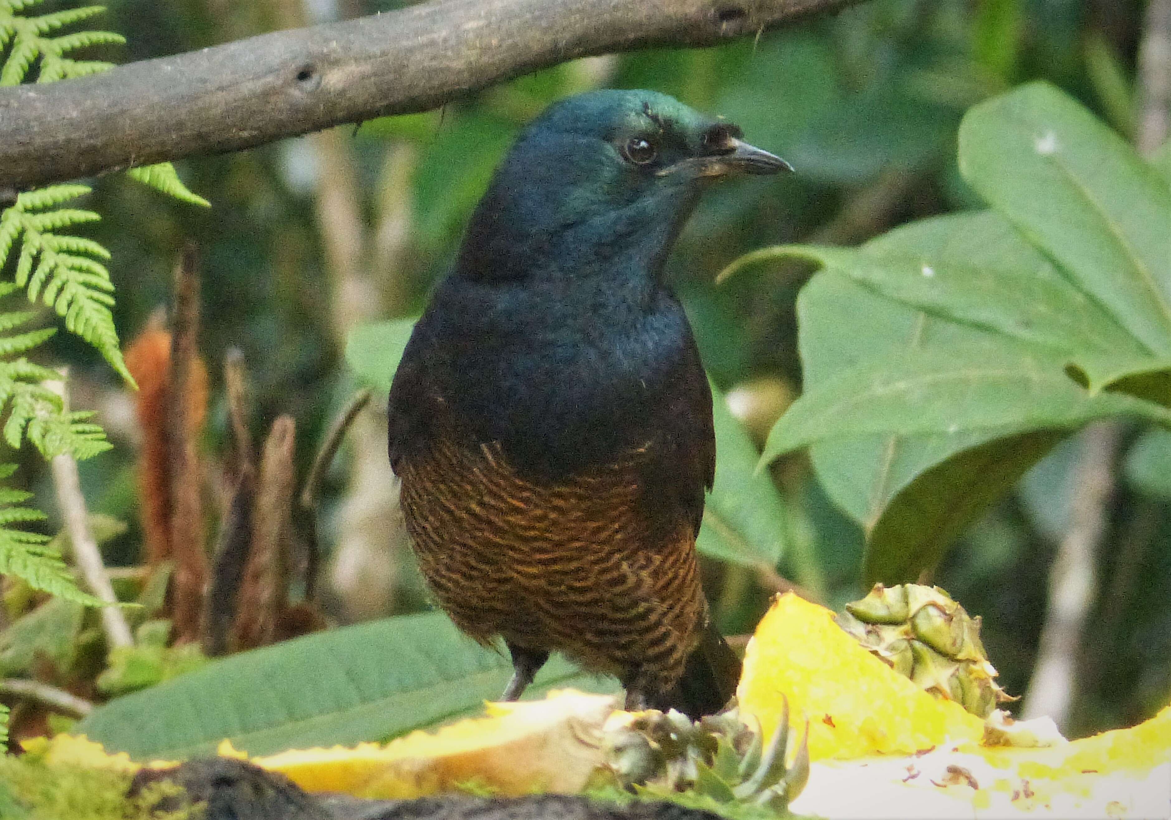 Image of Ribbon-tailed Astrapia