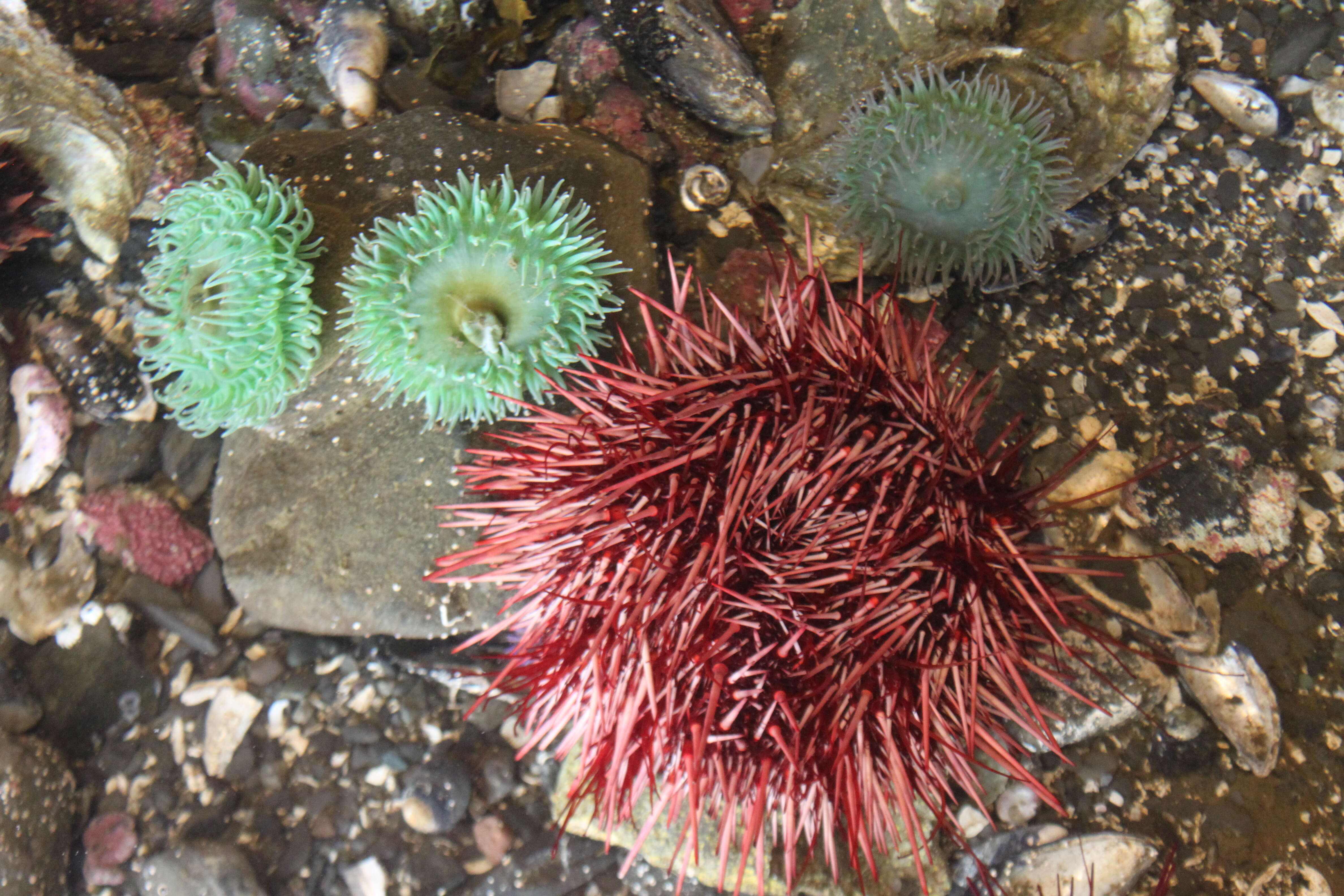 Image of sea anemones