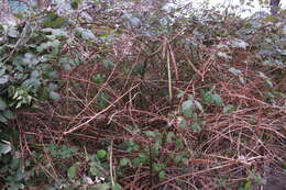 Image of Himalayan blackberry