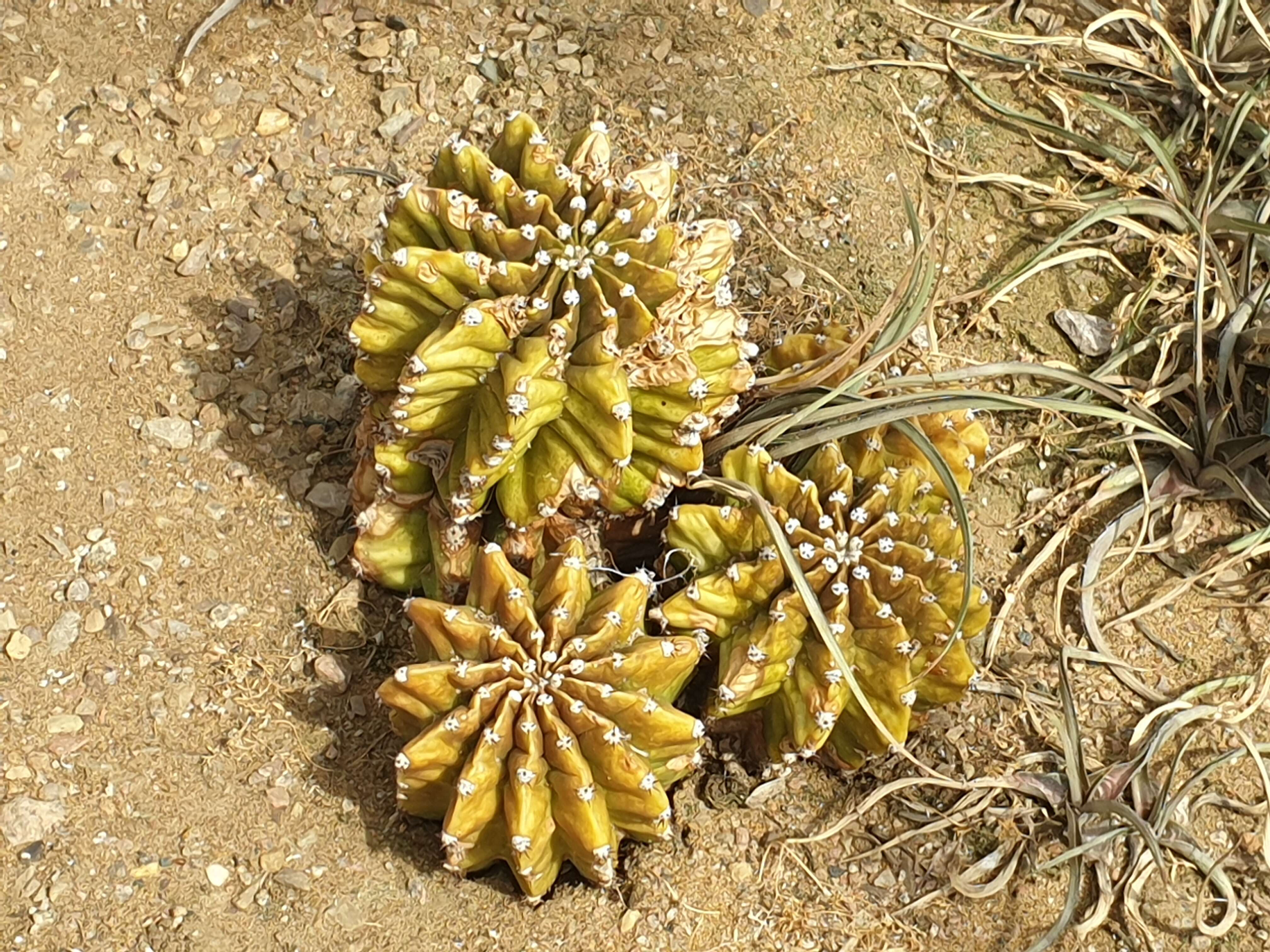 Image of Echinopsis oxygona