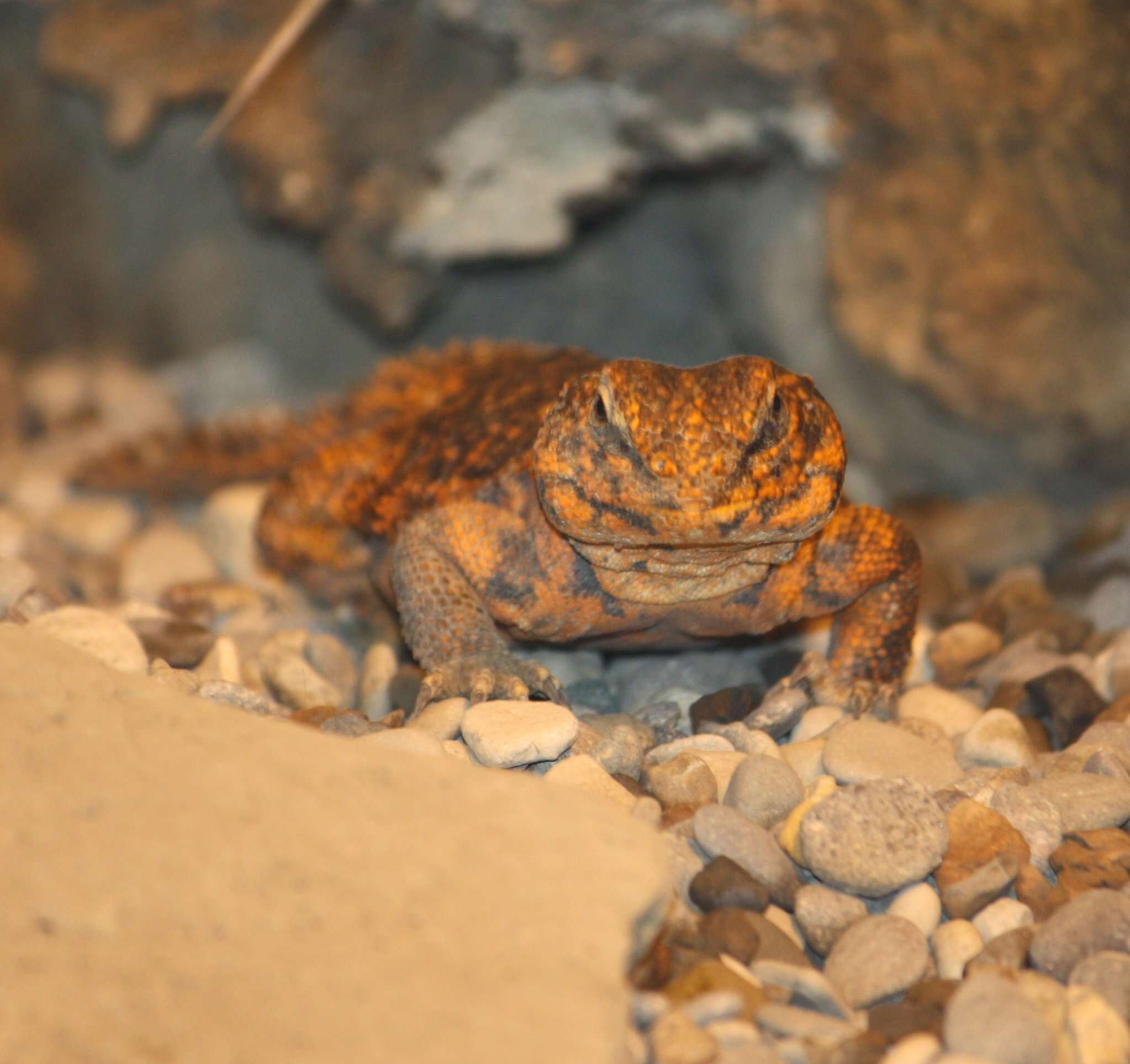 Image of Sudan mastigure