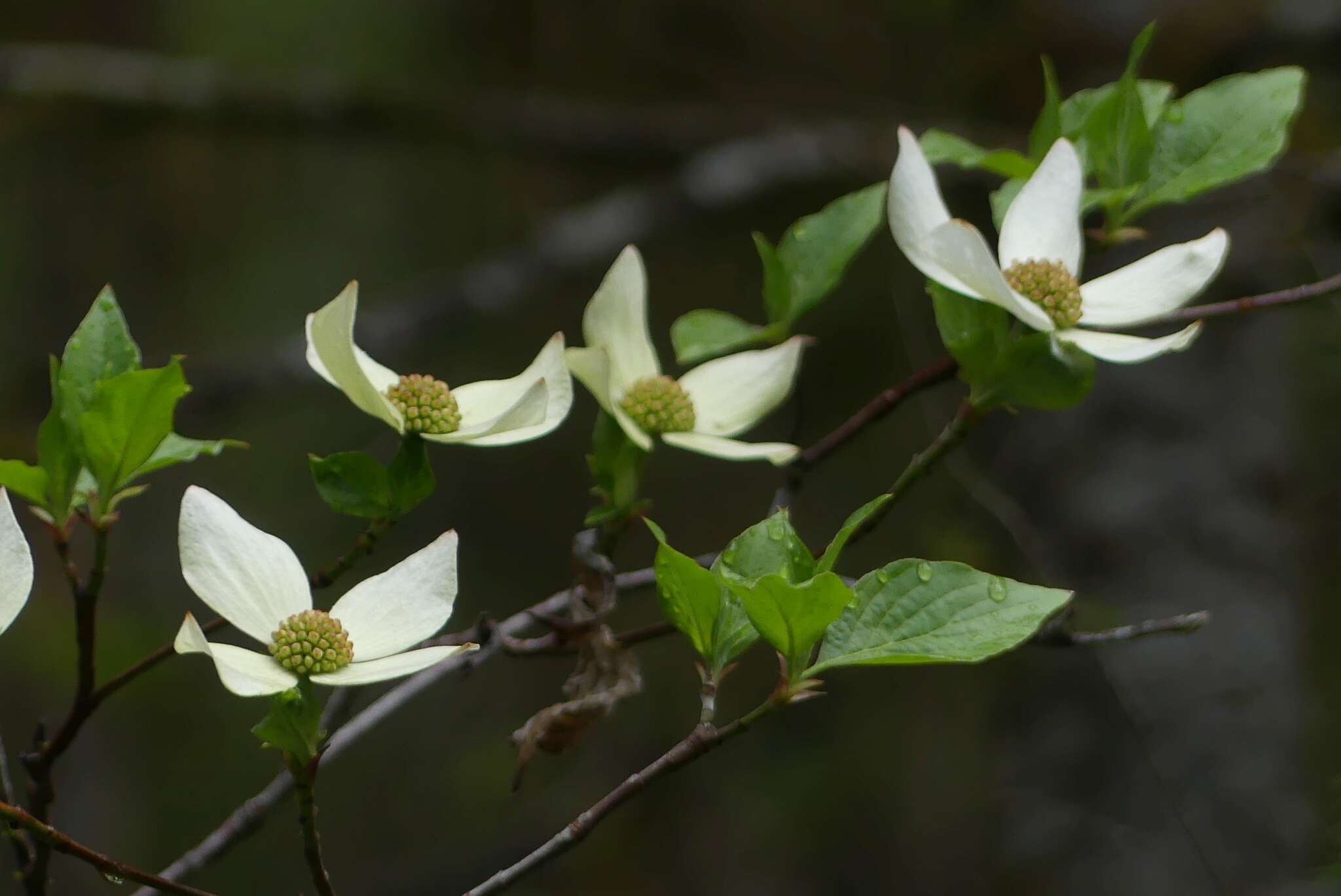 Image of Pacific dogwood