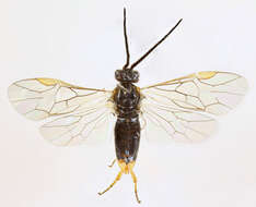 Image of Pachynematus clitellatus