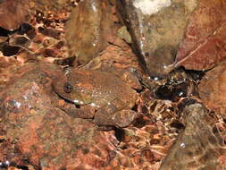 Image of Castle Rock Wrinkled Frog