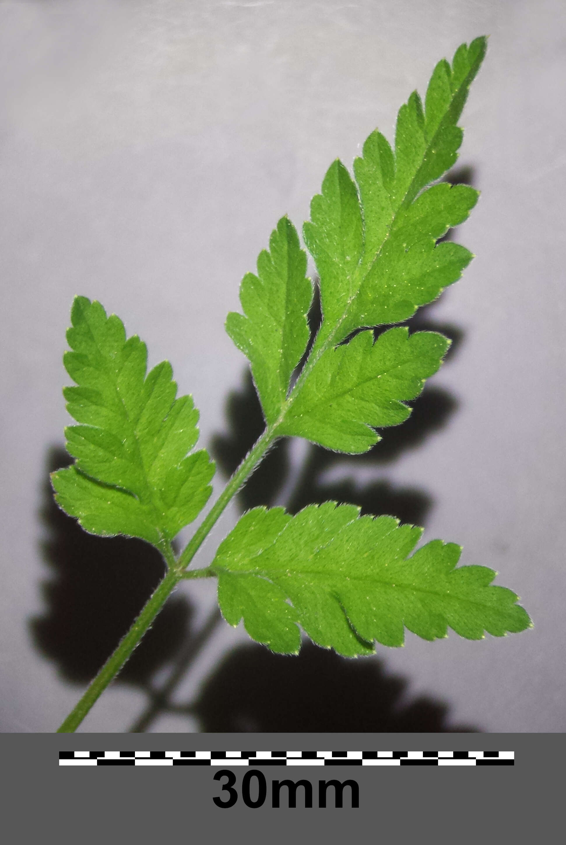 Image of rough chervil