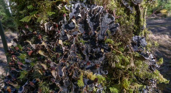 Image of membraneous felt lichen