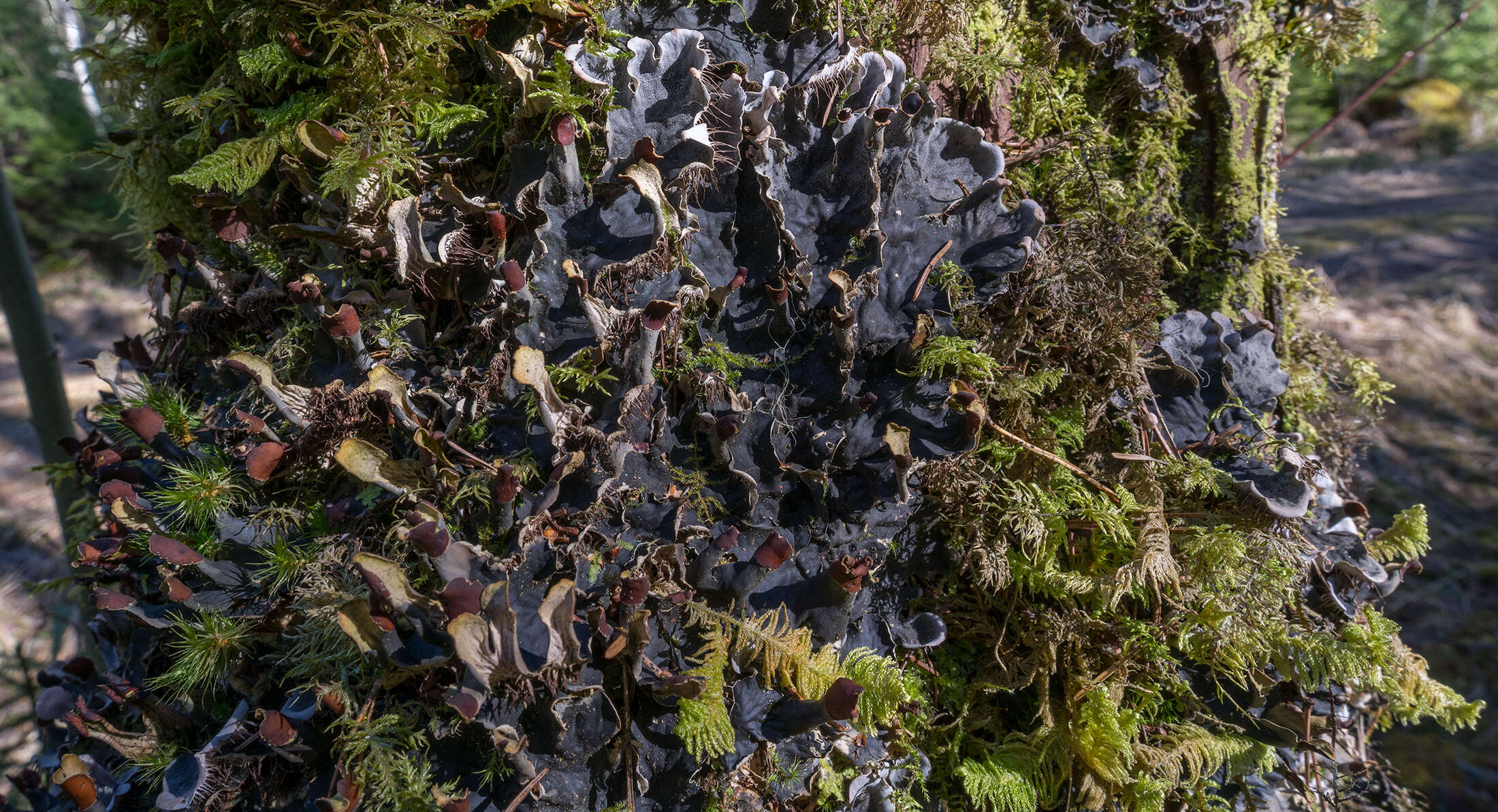 Слика од Peltigera membranacea (Ach.) Nyl.