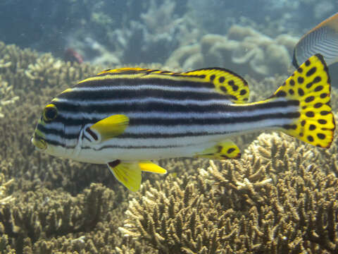 Image of Indian Ocean oriental sweetlips