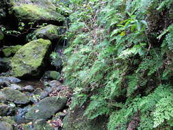 Image of delta maidenhair