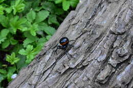 Image of Steatoda paykulliana (Walckenaer 1806)