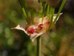 Image of Allium roseum L.