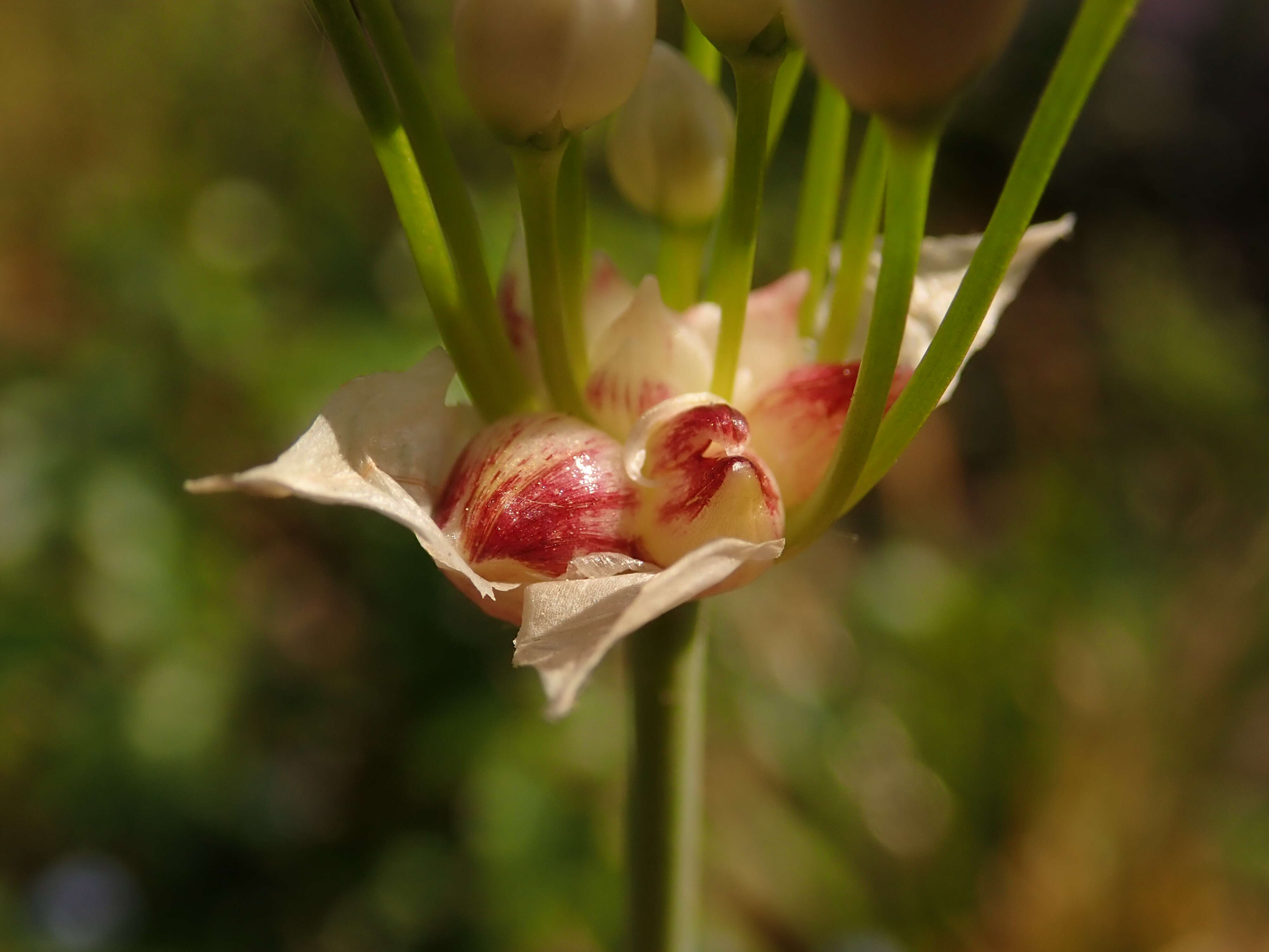 Image of Allium roseum L.