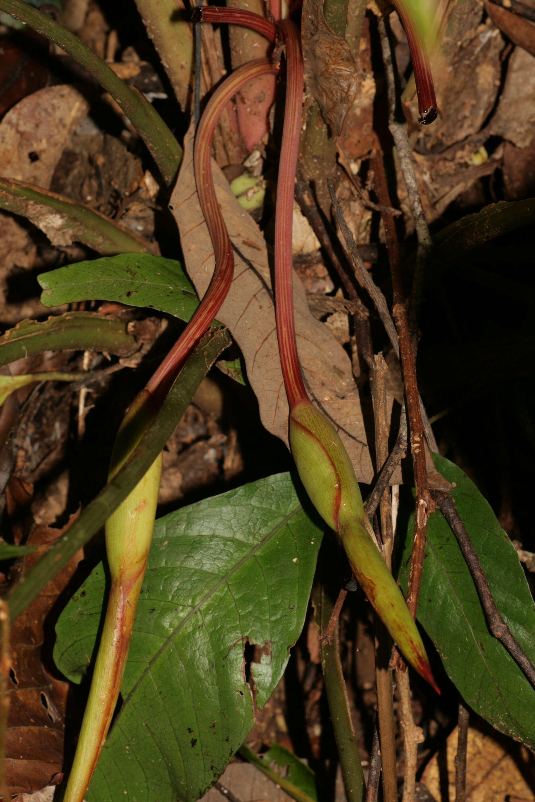 Image of Homalomena