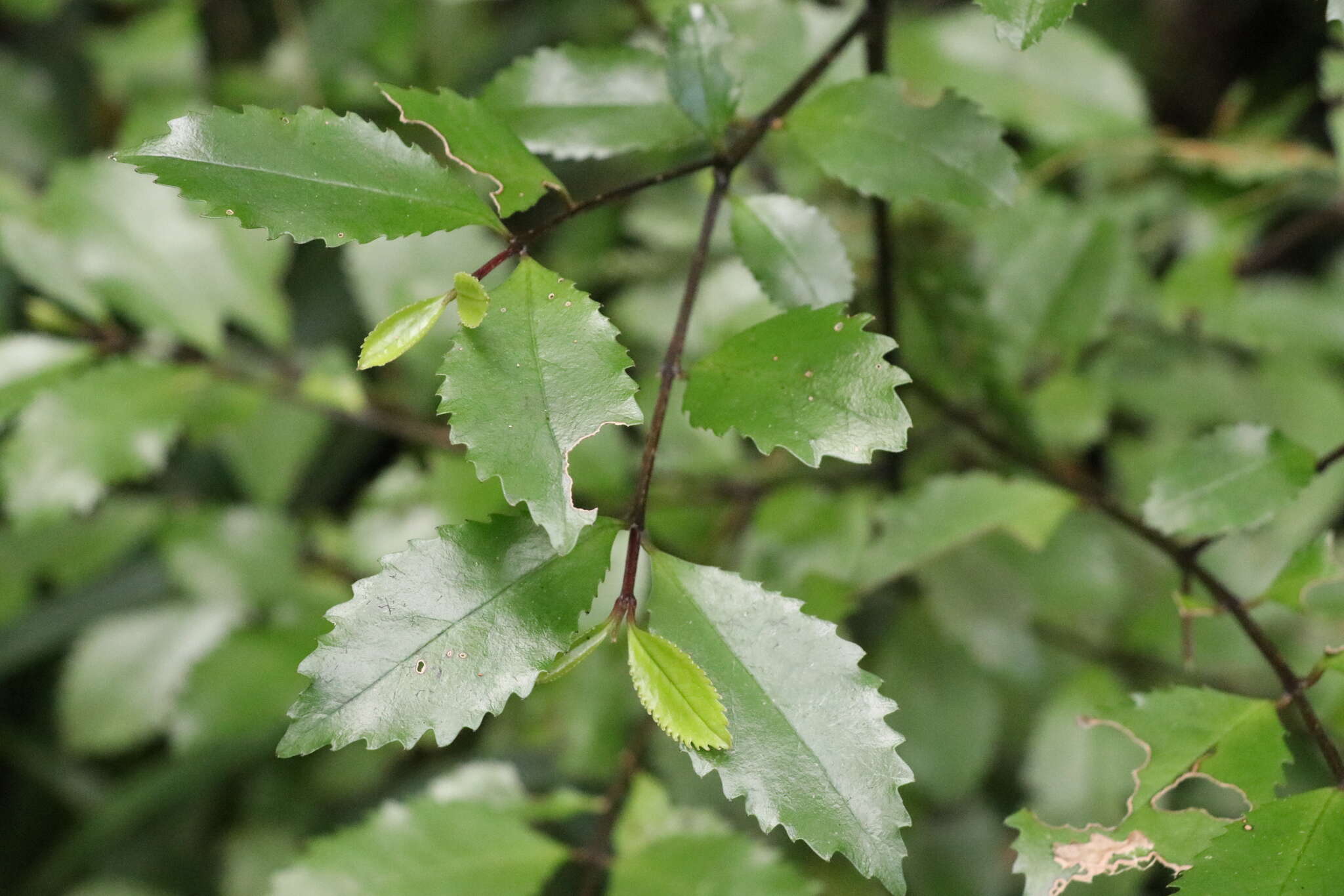 Sivun Laurelia novae-zelandiae A. Cunn. kuva