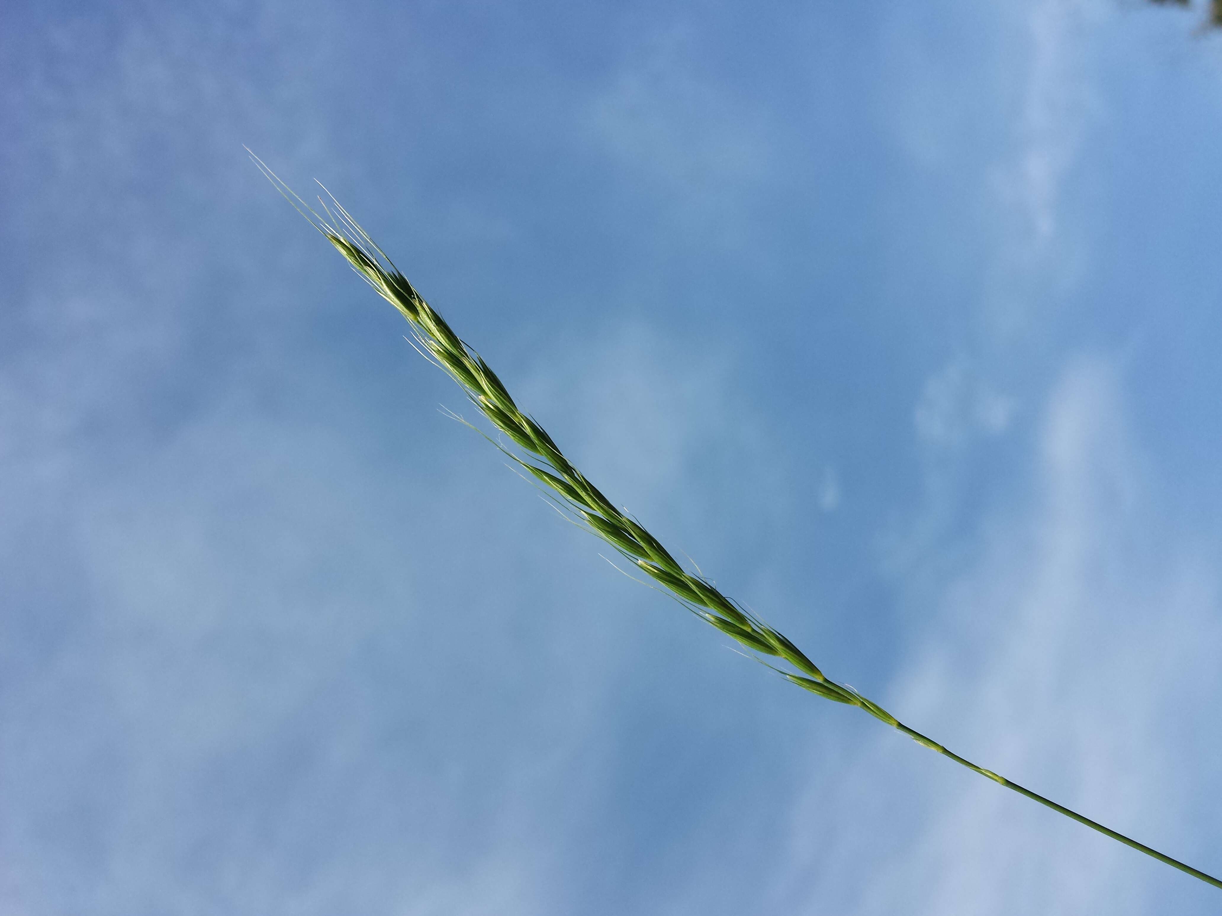 Image of bearded couch-grass