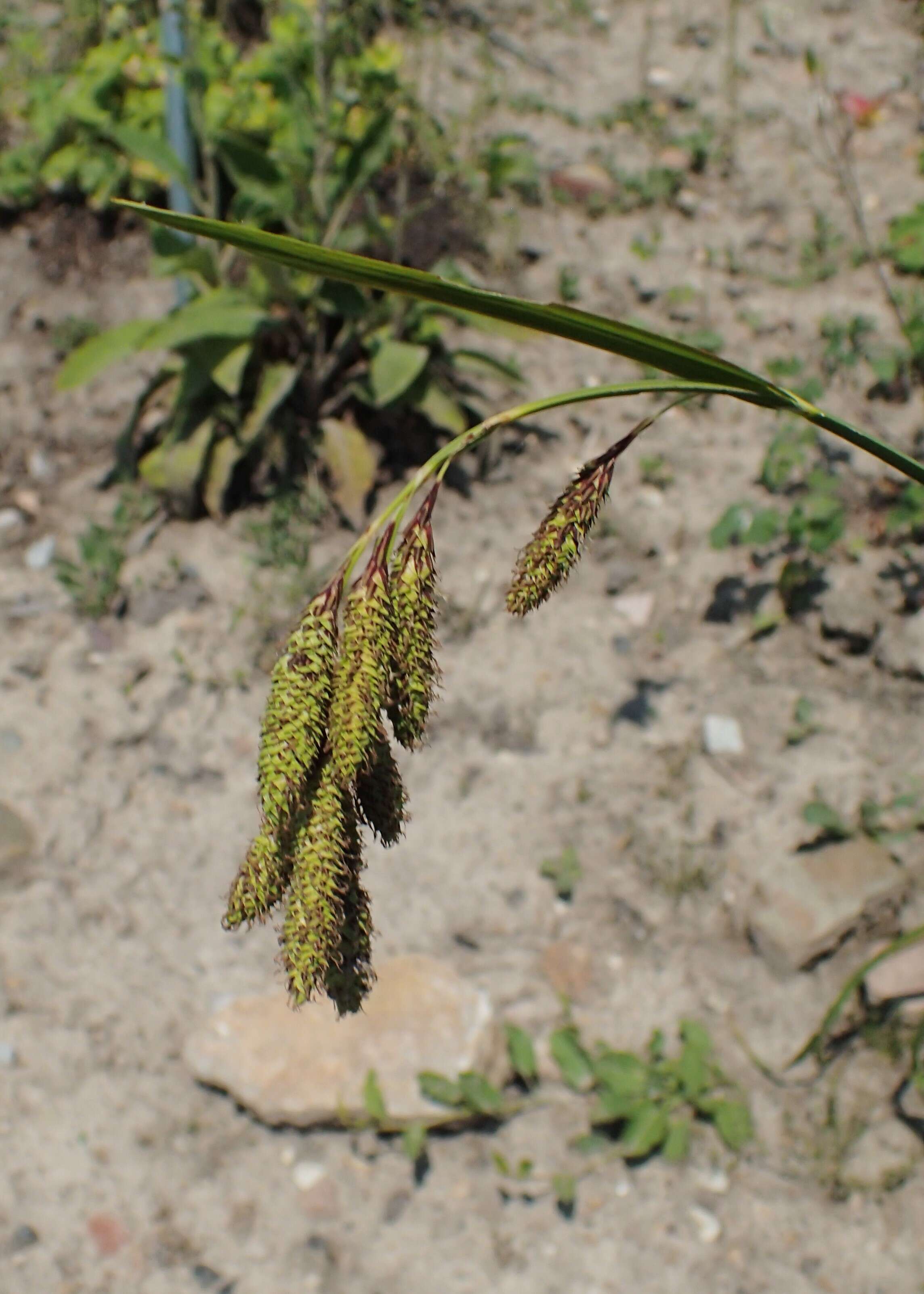 Imagem de Carex mertensii J. D. Prescott ex Bong.