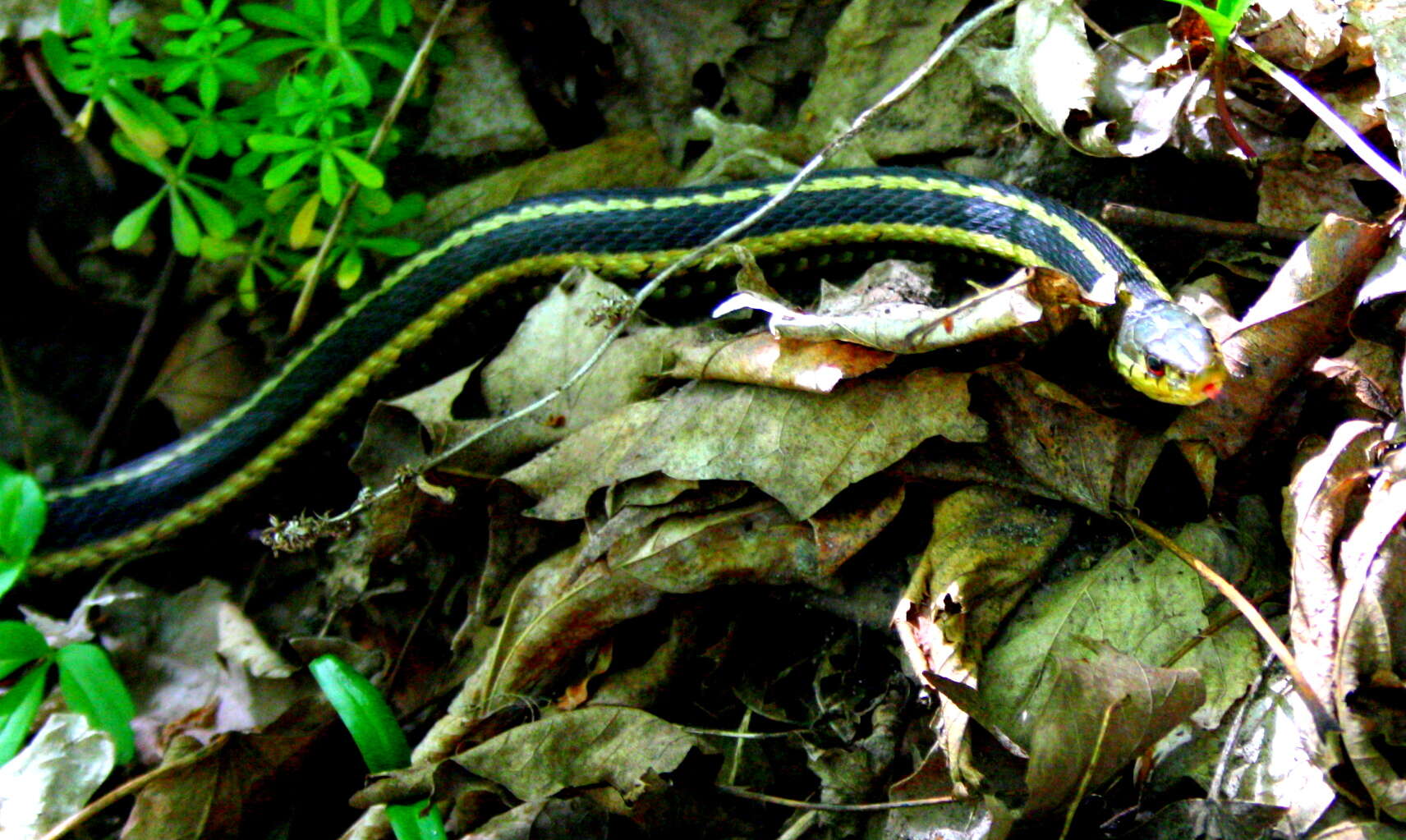 Image of Common Garter Snake