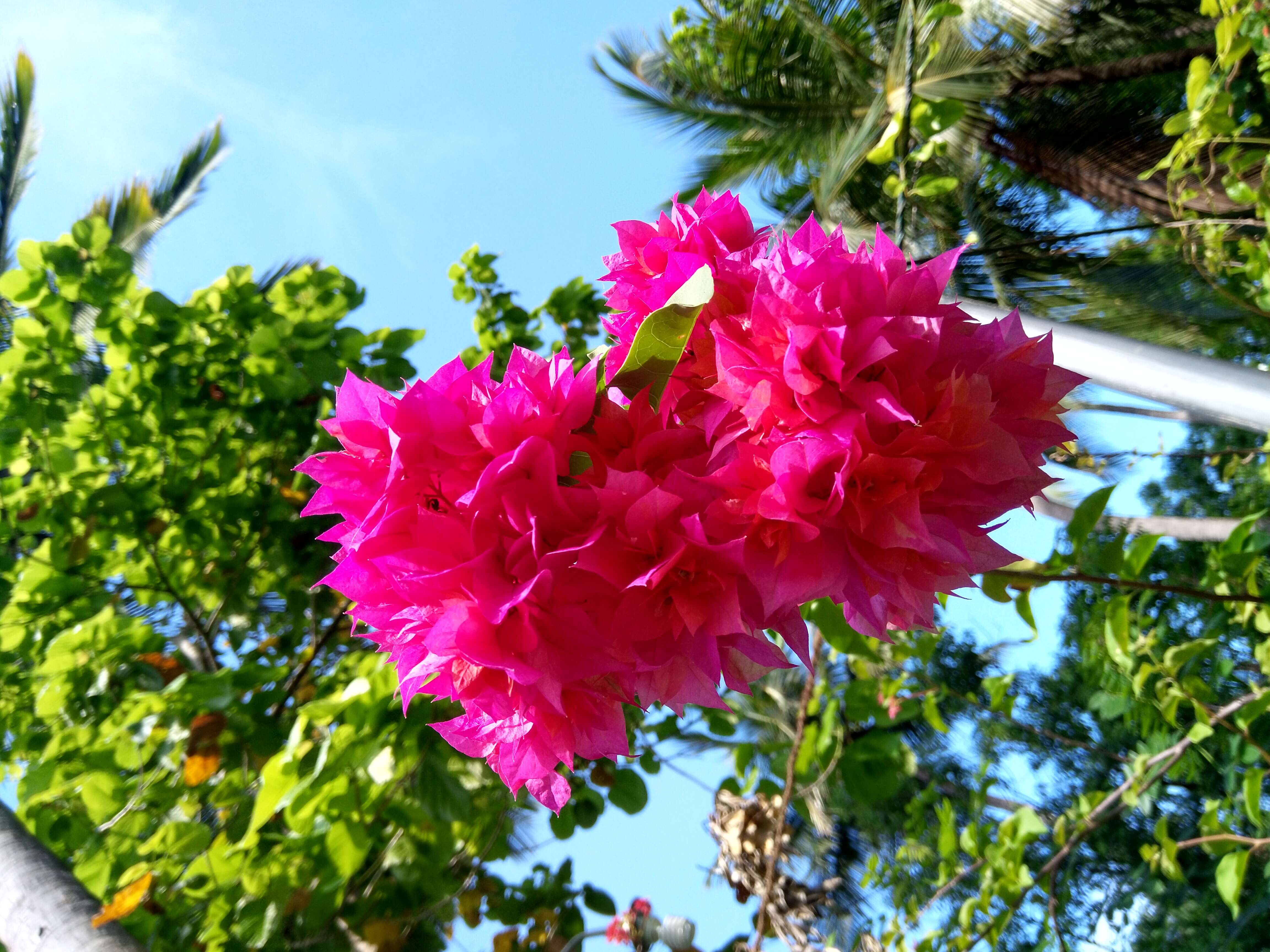 Слика од Bougainvillea