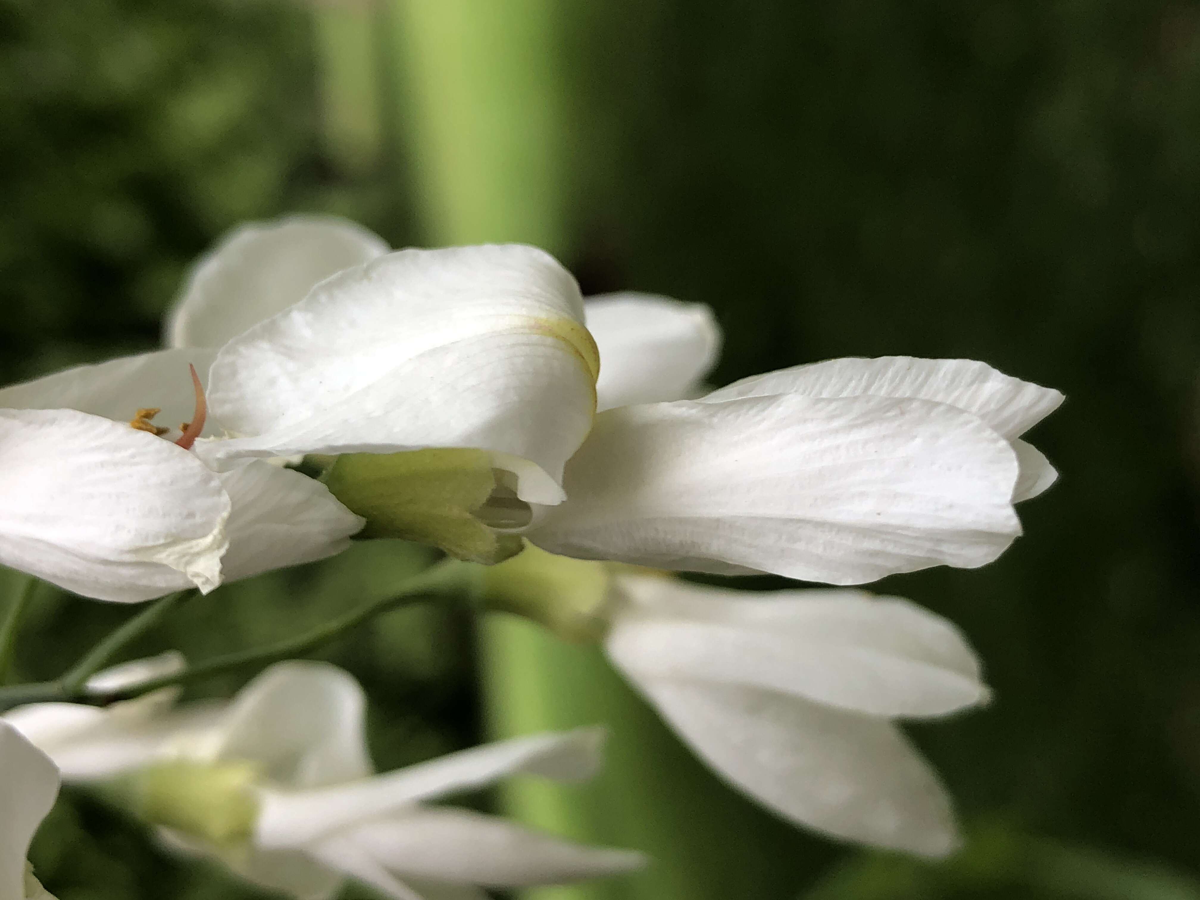 Image of yellowwood