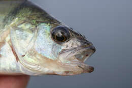 Image of Perch