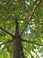 Image of Queensland nutmeg