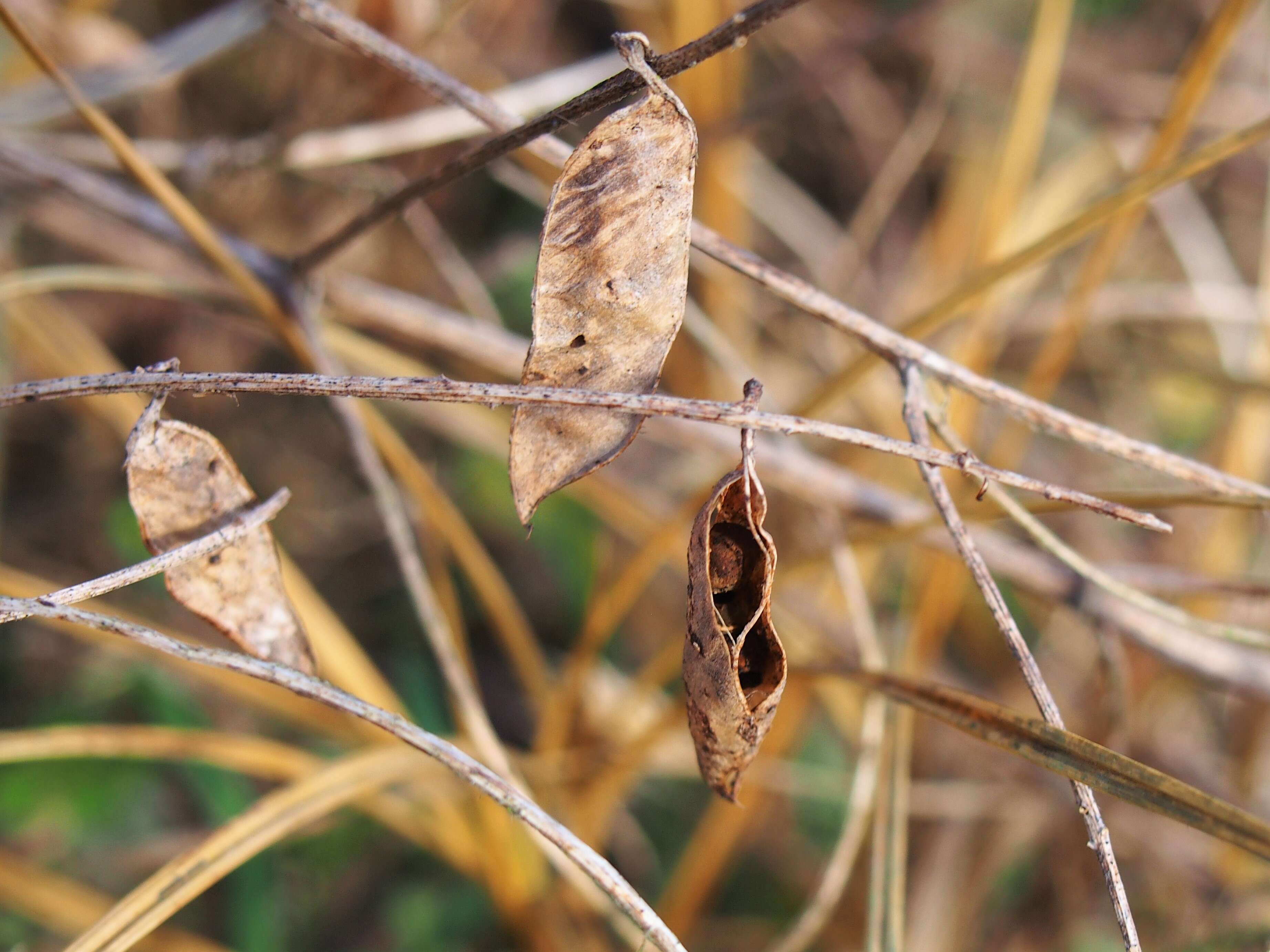 Image of fodder vetch