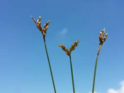 Image of Carex ornithopoda Willd.