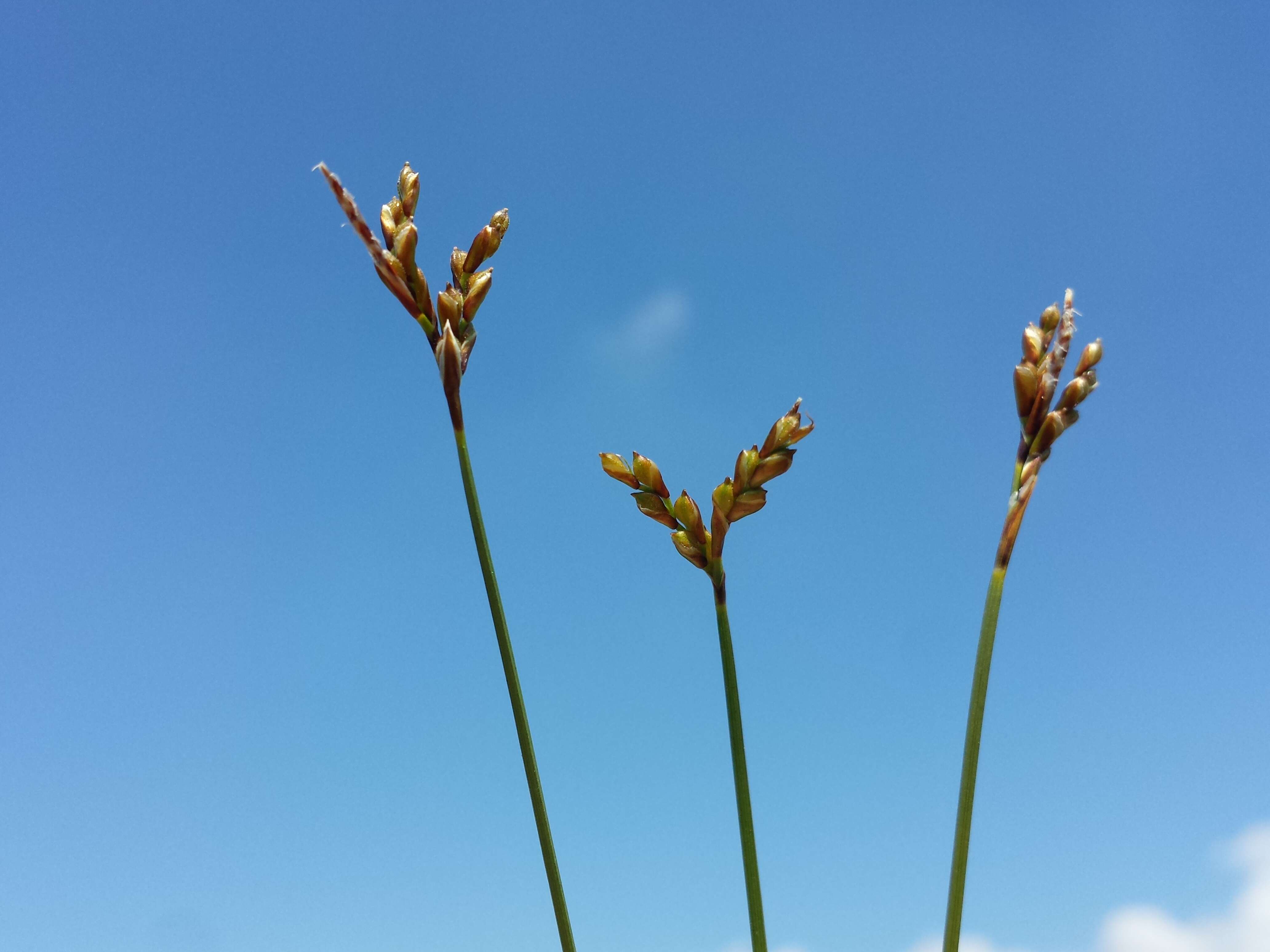 Image of Carex ornithopoda Willd.