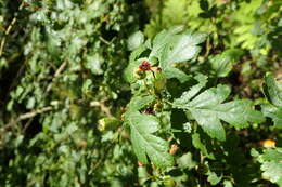 Image of Crataegus microphylla C. Koch