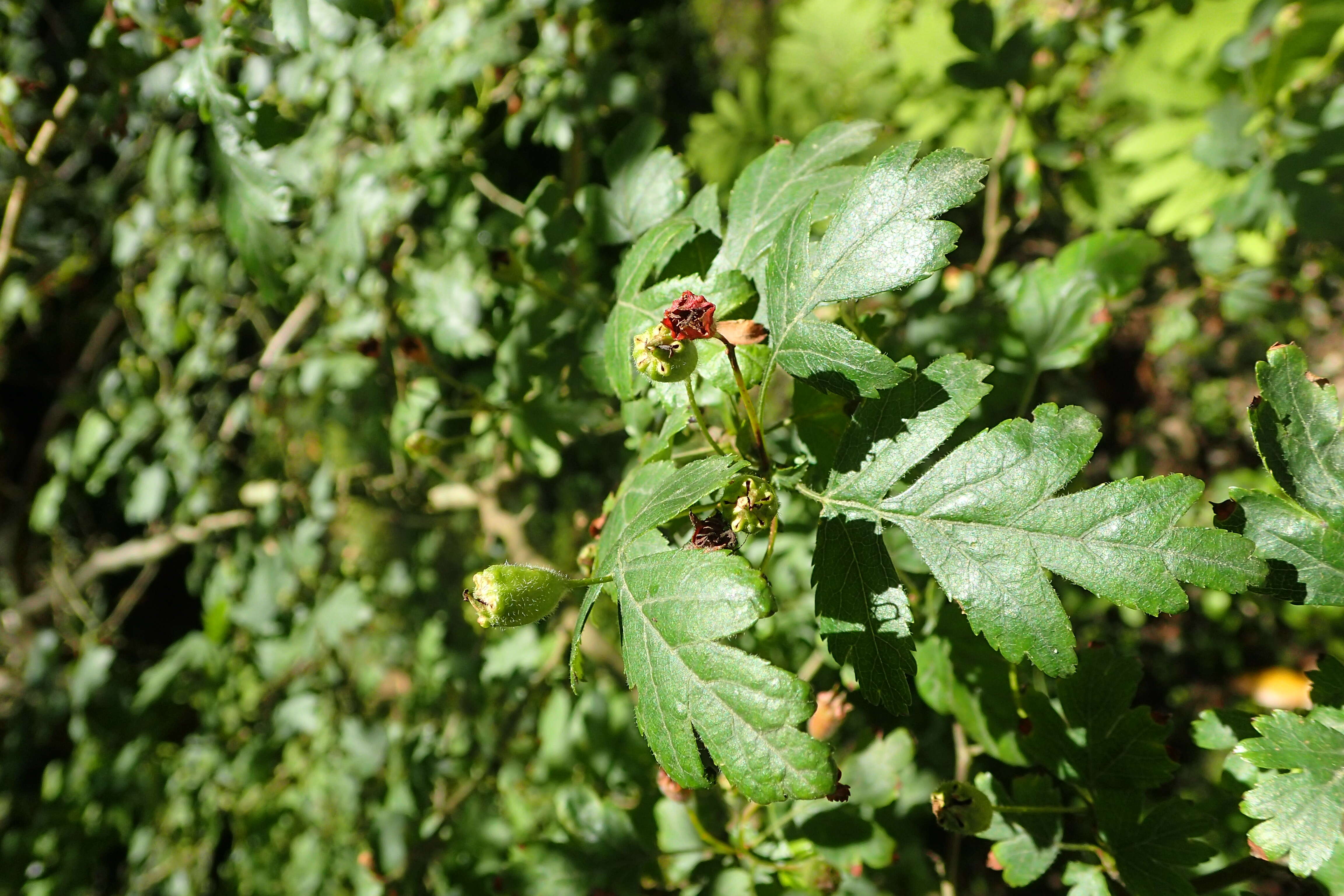 Image of Crataegus microphylla C. Koch