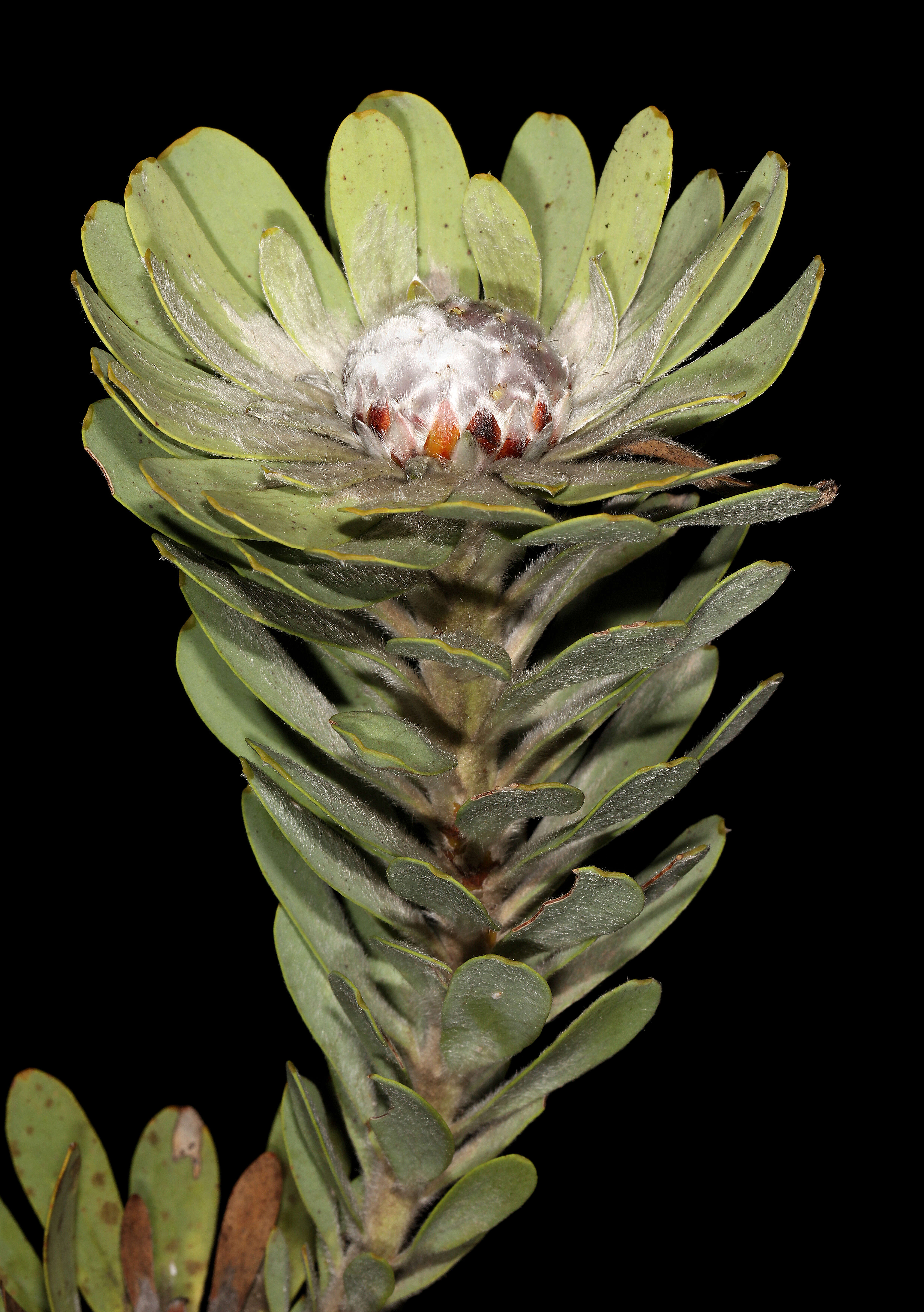 Image of grey conebush