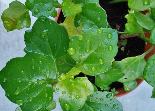 Image of creeping groundsel