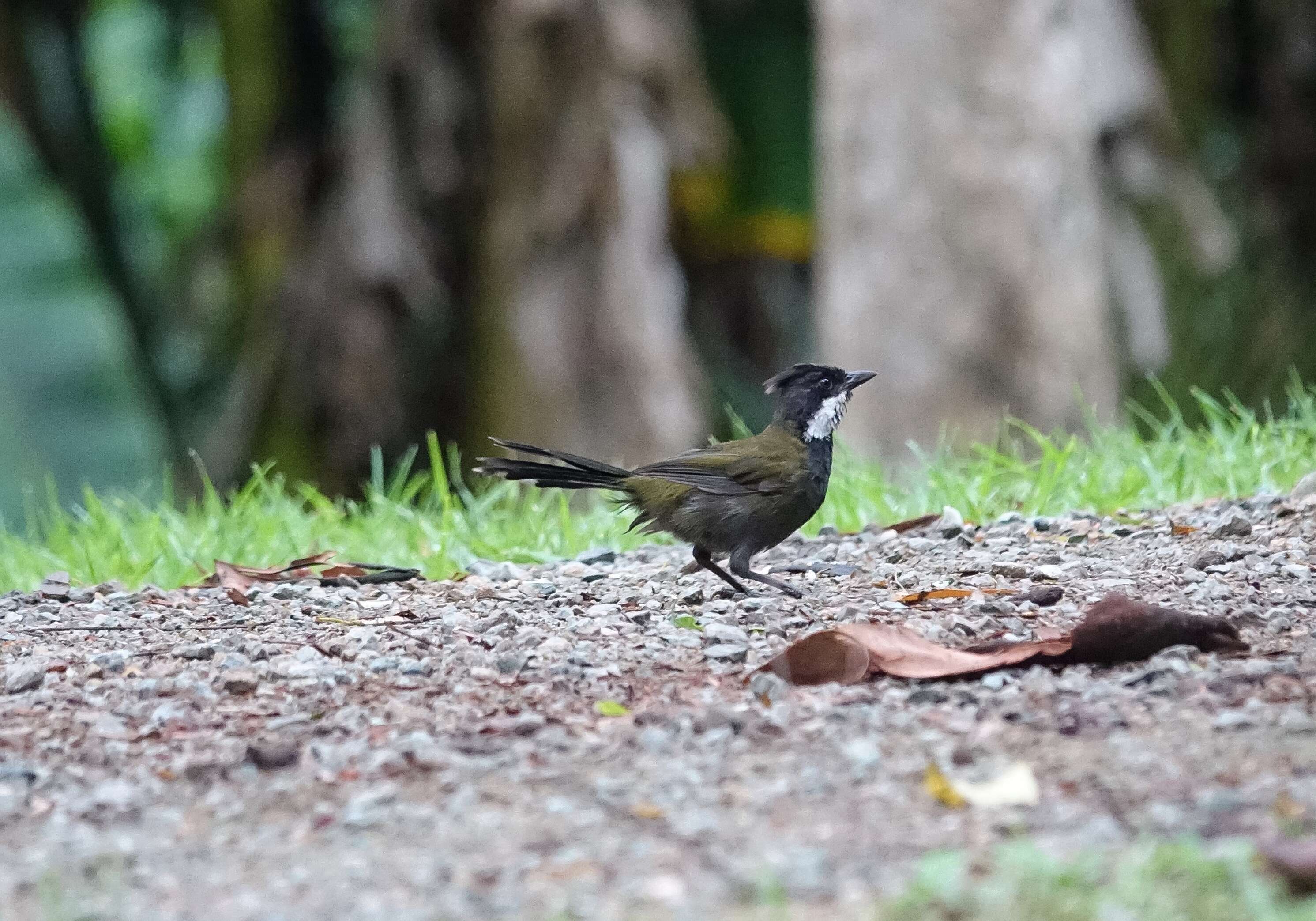 Image of Eastern Whipbird