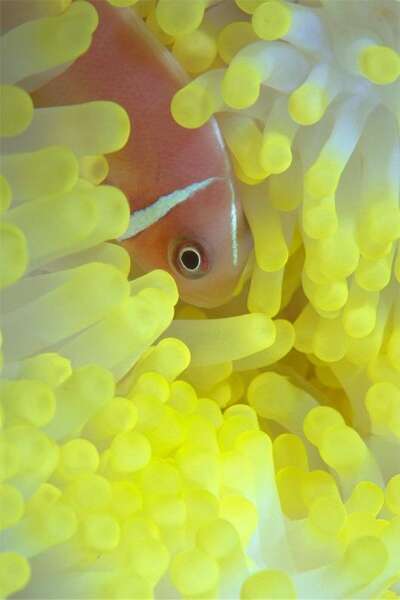 Image of Pink anemonefish