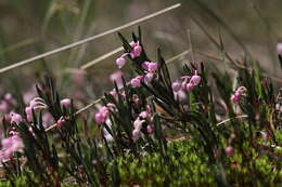 Image of bog rosemary