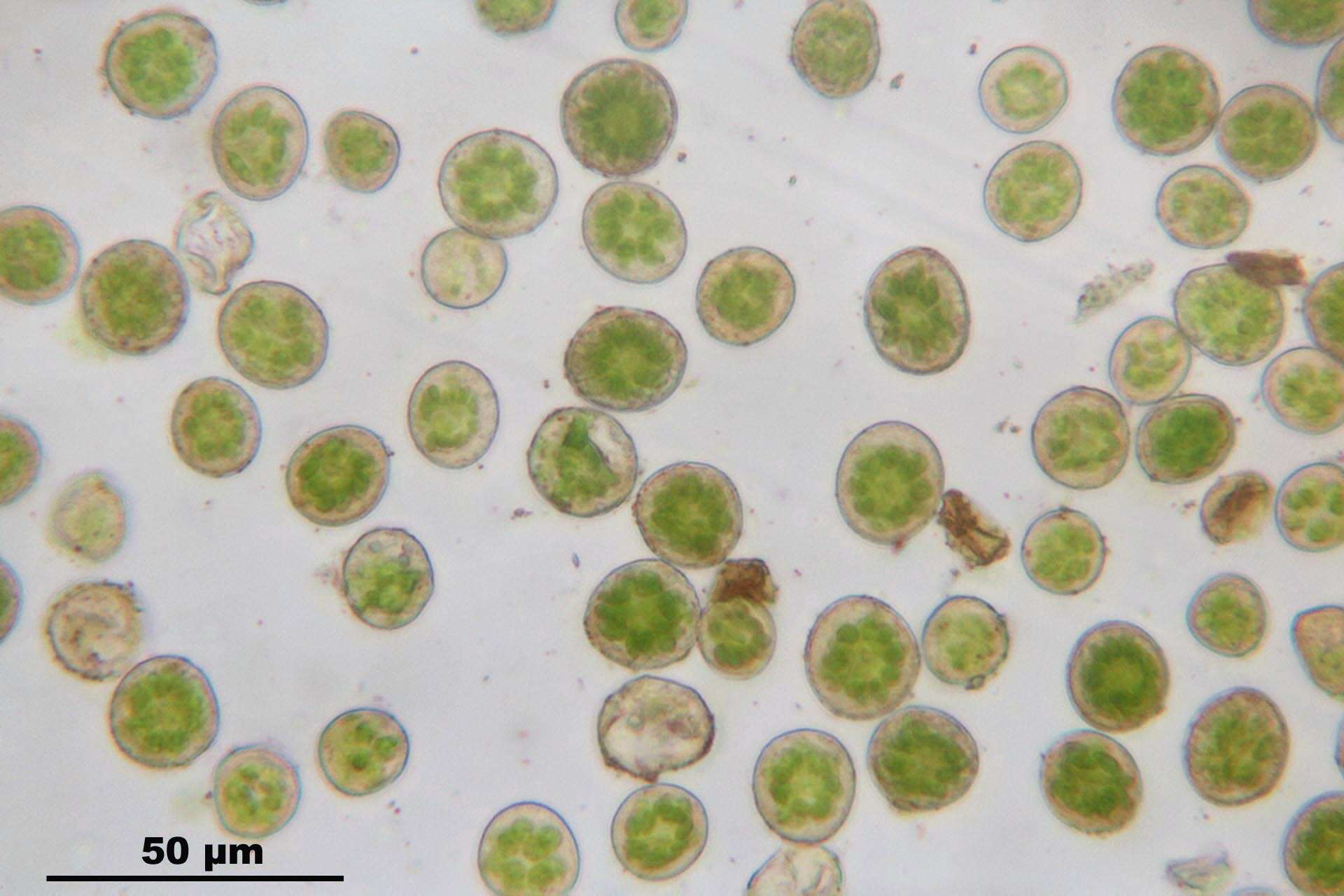 Image of fissidens moss