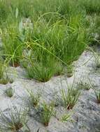 Image of Scirpus radicans Schkuhr