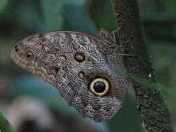 Image of Caligo telamonius