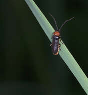 Imagem de Cantharis fusca