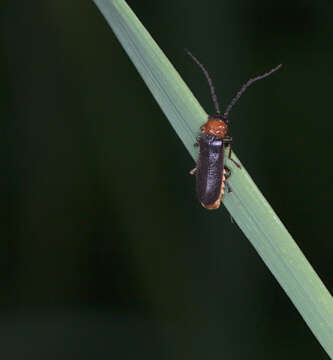 Image de Cantharis fusca