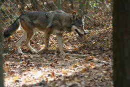 Image of Red wolf