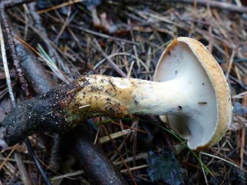 Image of Rooting Polypore