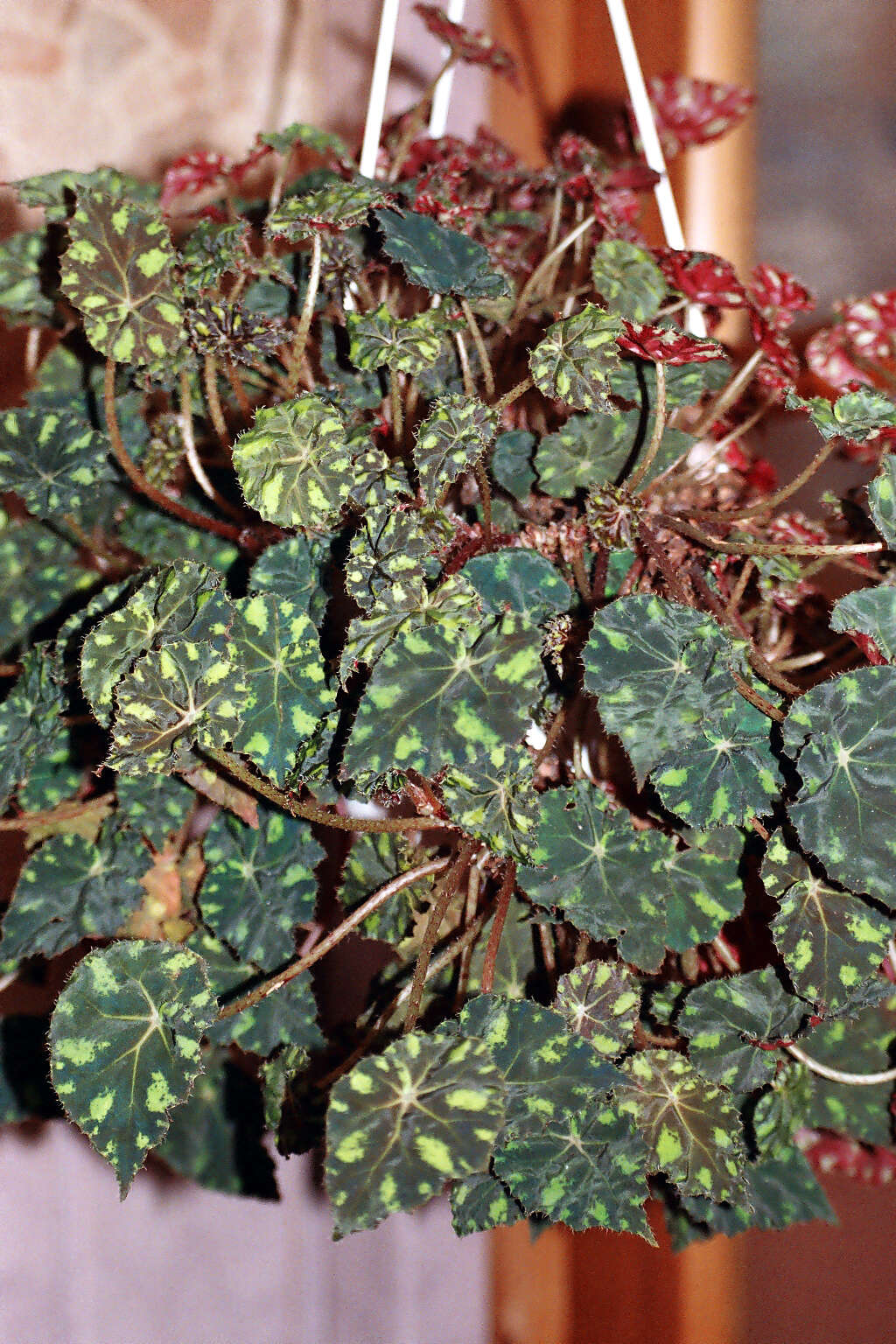 Image of Begonia bowerae Ziesenh.