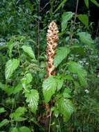 Imagem de Orobanche reticulata Wallr.