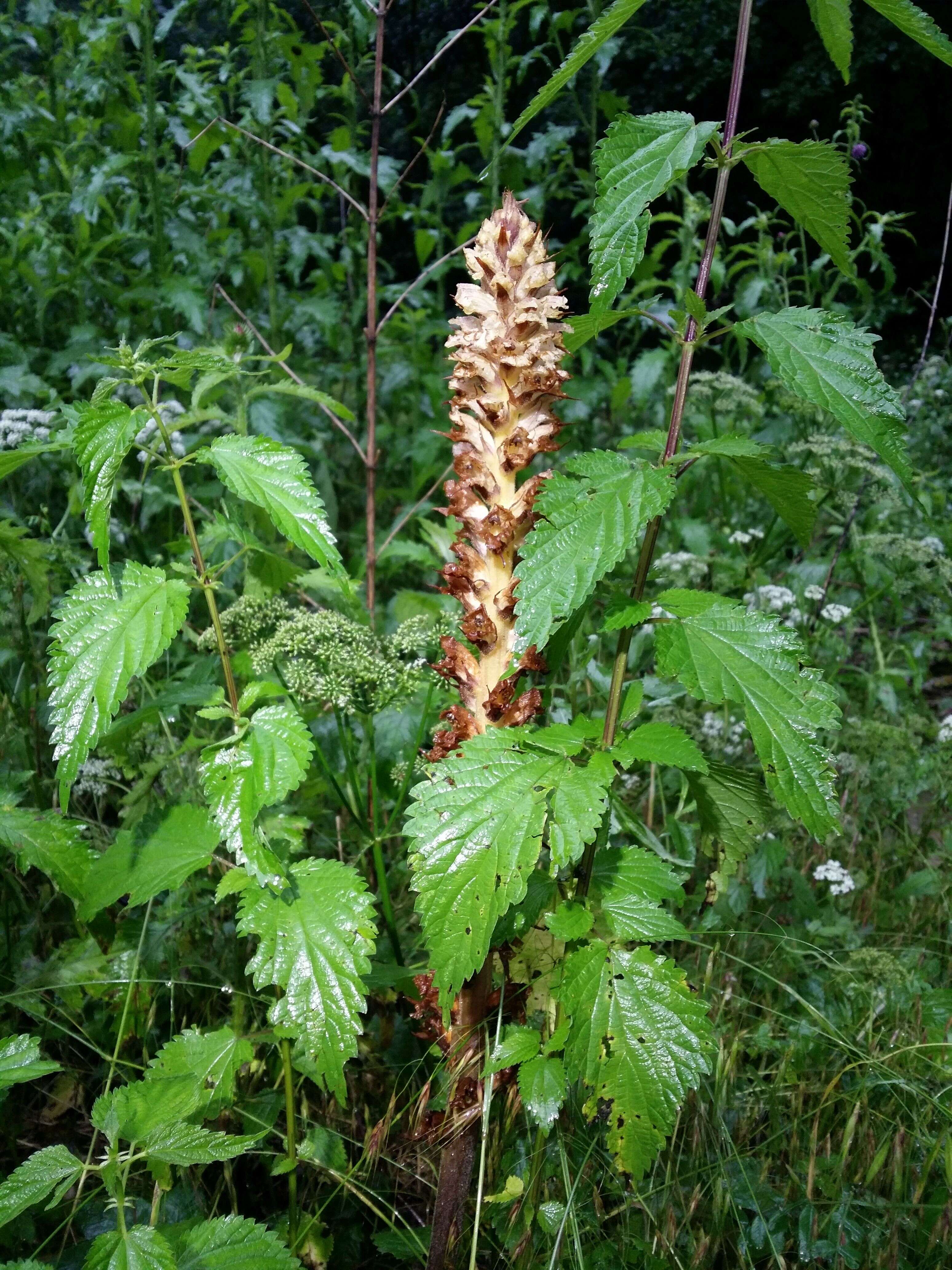 Imagem de Orobanche reticulata Wallr.