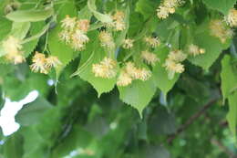 Image of Littleleaf Linden