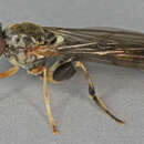 Image of Sphegina clunipes (Fallen 1816)