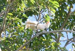 Image of Moluccan Cockatoo