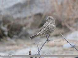 Plancia ëd Carpodacus rhodochlamys (Brandt & JF 1843)