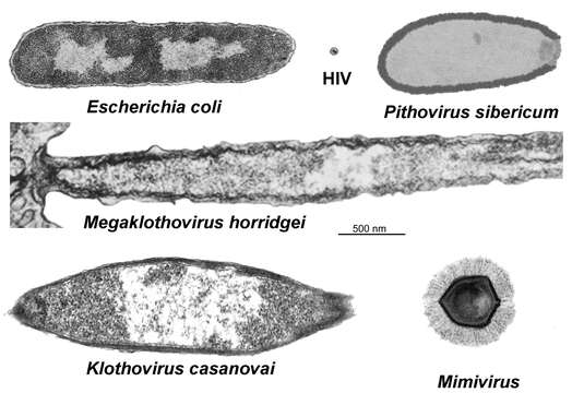 Plancia ëd Mimivirus